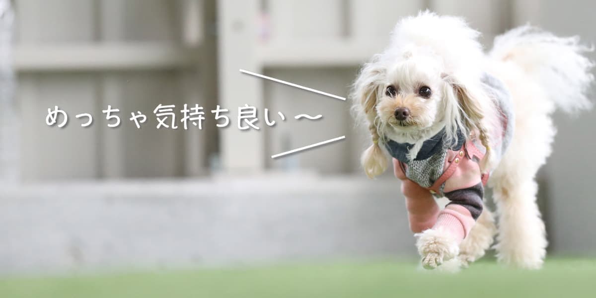 屋内ドッグラン