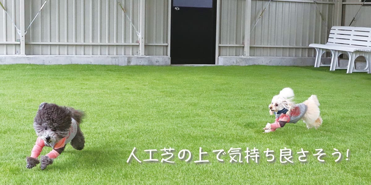 屋内ドッグラン
