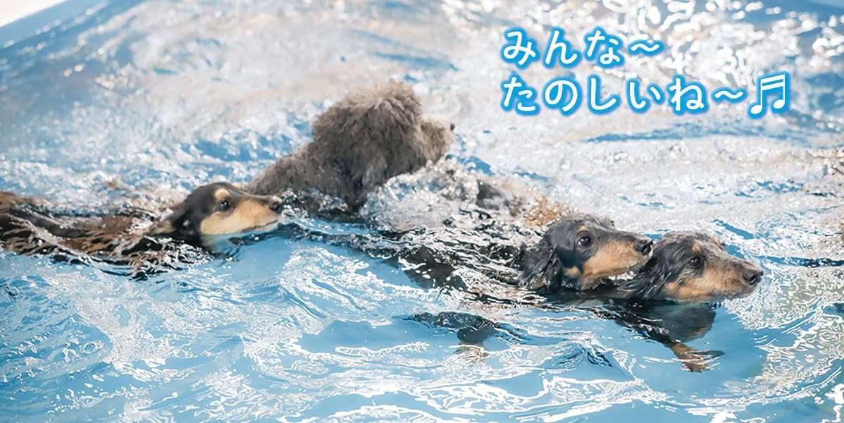 プール