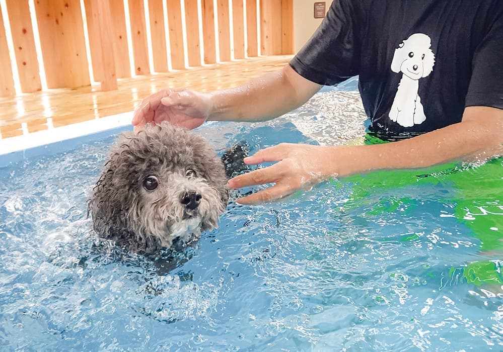 プールで楽しむワンちゃん